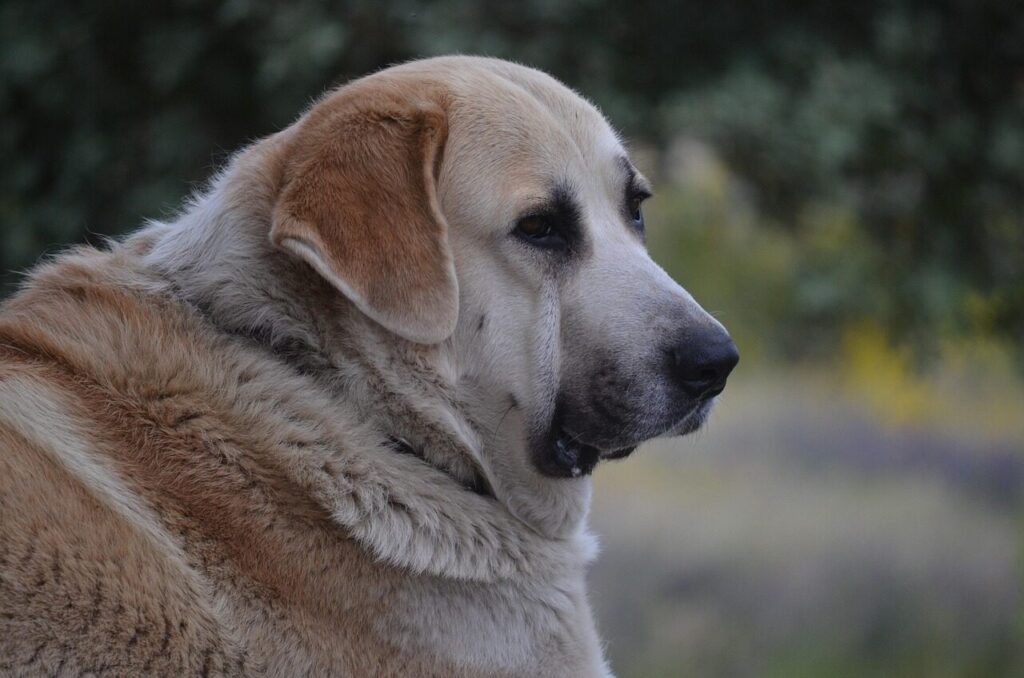 mastiff, portrait, big, dog, animal, pet